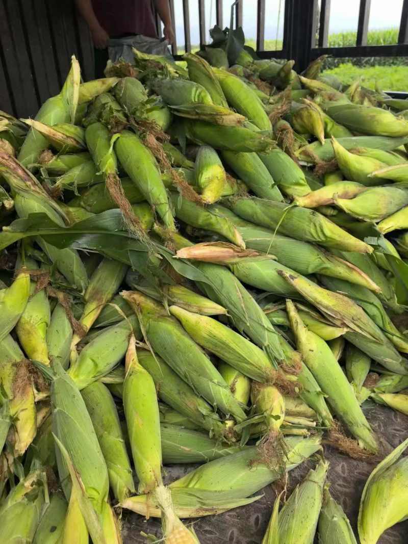 东北花糯玉米粘玉米水果玉米大量上市代发全国欢迎联系