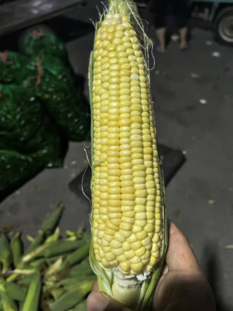东北花糯玉米粘玉米水果玉米大量上市代发全国欢迎联系