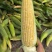 东北花糯玉米粘玉米水果玉米大量上市代发全国欢迎联系