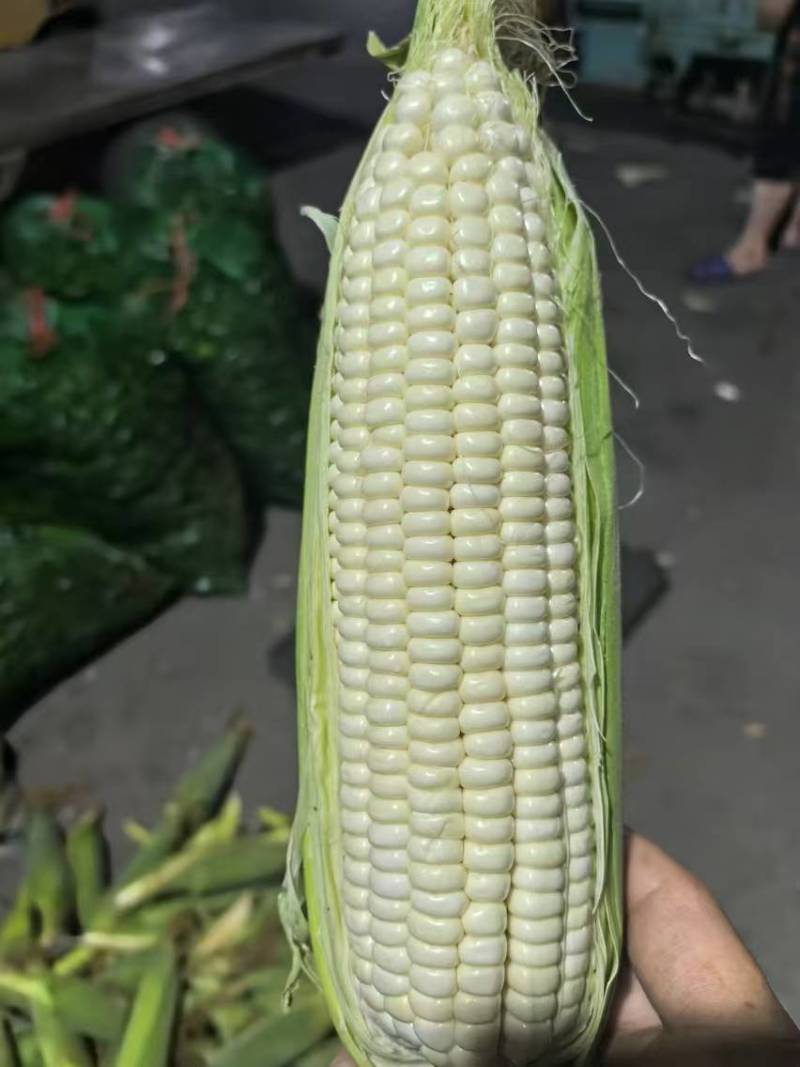 水果玉米东北玉米粘玉米大量上市代发全国欢迎联系