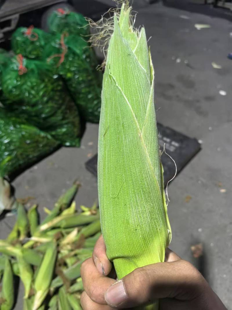 水果玉米东北玉米粘玉米大量上市代发全国欢迎联系