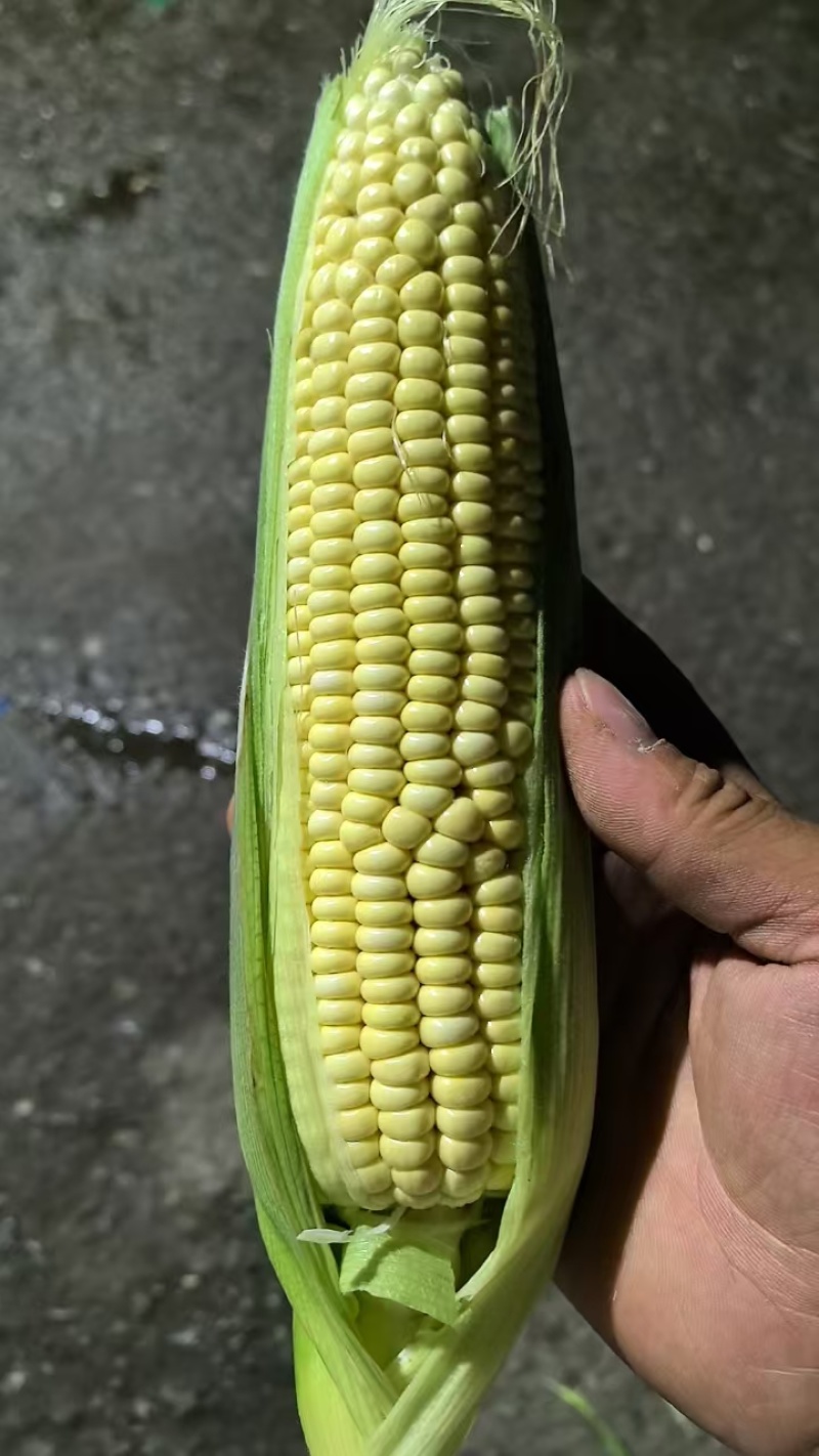 水果玉米东北玉米粘玉米大量上市代发全国欢迎联系