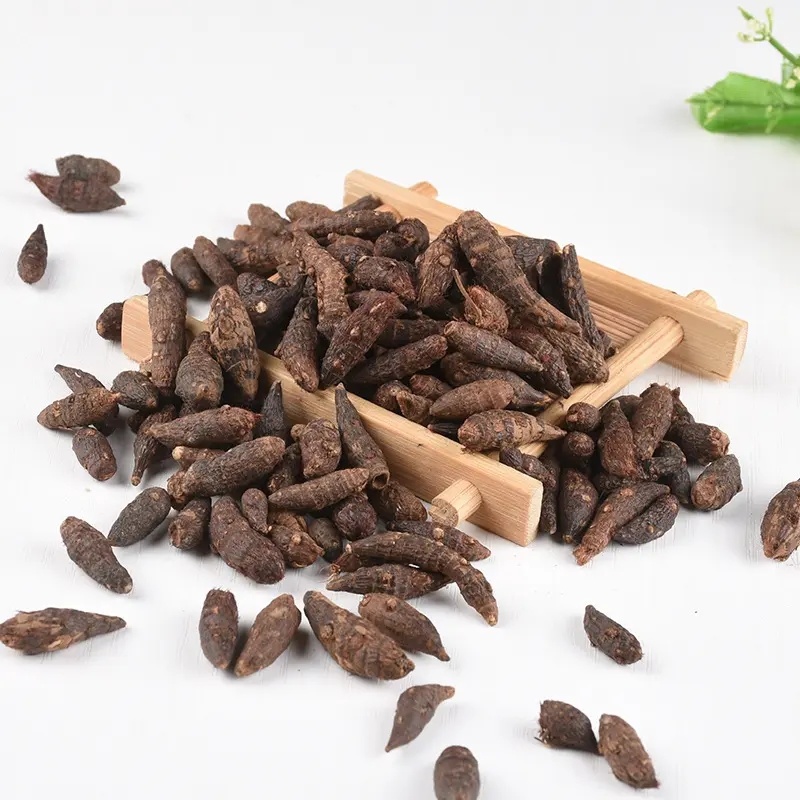 香附香附粉中药材粉