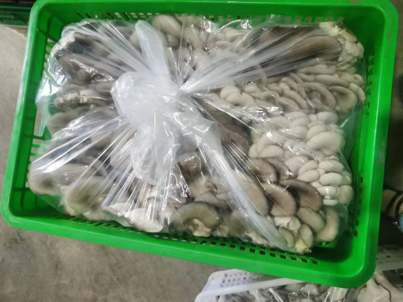 精品平菇鲜平菇灰平菇产地直发一手货源欢迎实地考察