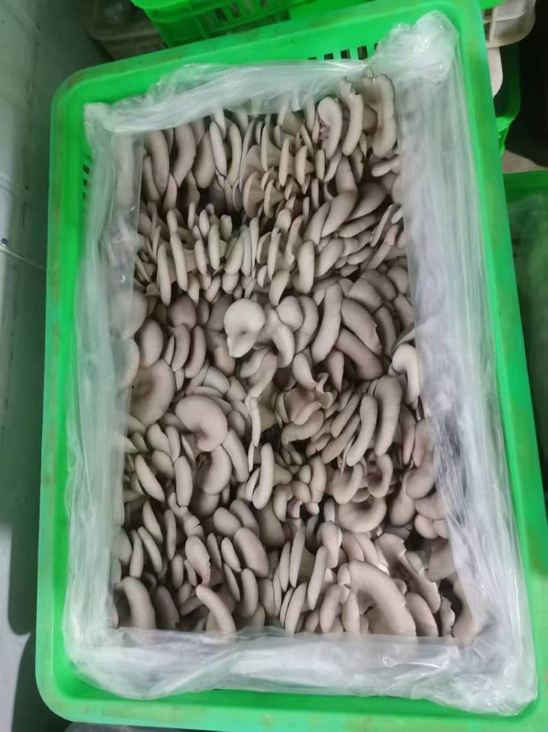 精品平菇鲜平菇灰平菇产地直发一手货源欢迎实地考察