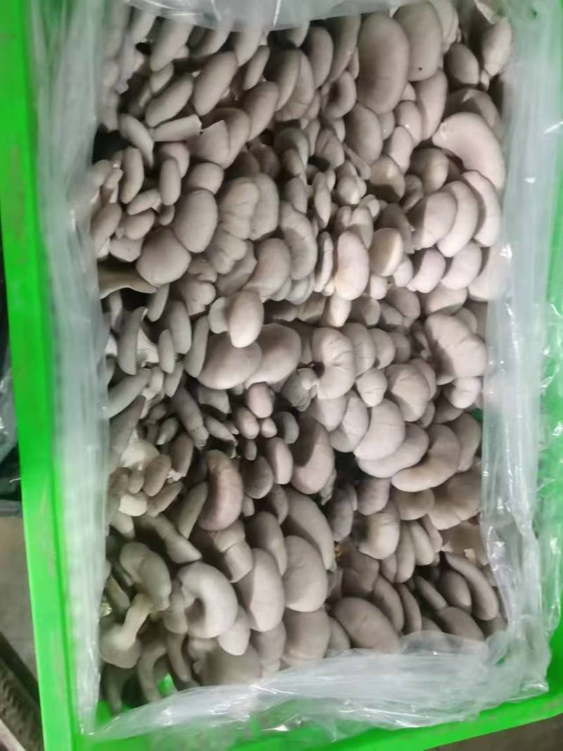 新鲜平菇批发云南灰平菇大吨位供应市场批发一条龙服务