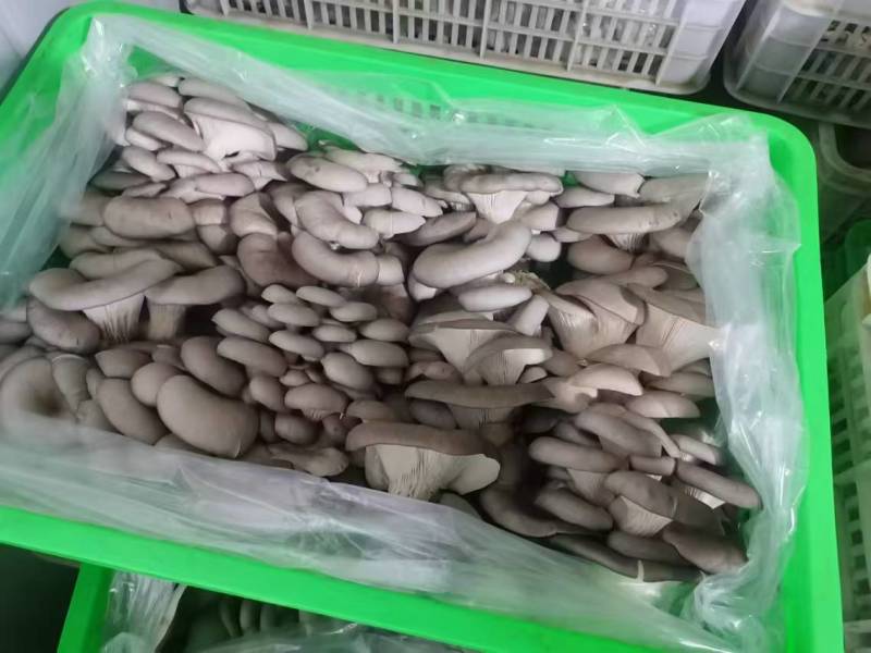 新鲜平菇批发云南灰平菇大吨位供应市场批发一条龙服务