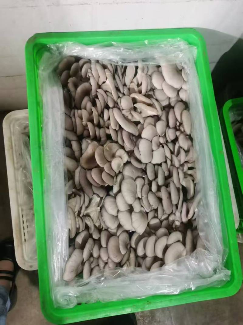 新鲜平菇批发云南灰平菇大吨位供应市场批发一条龙服务