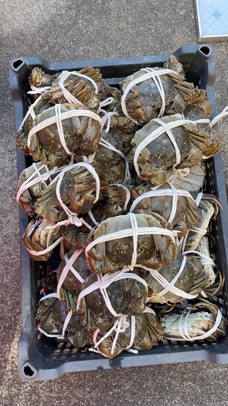 【苏州大闸蟹】江苏苏州基地直供质量上乘精品礼盒一件代发
