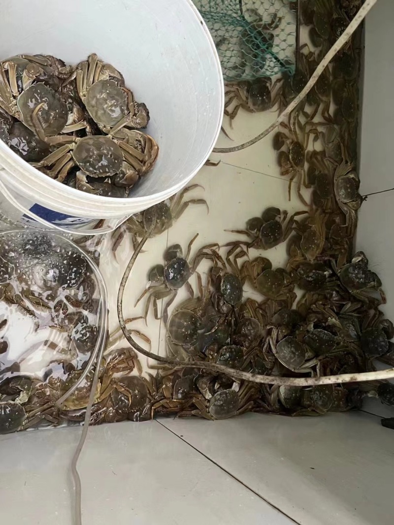 【苏州大闸蟹】江苏苏州基地直供质量上乘精品礼盒一件代发