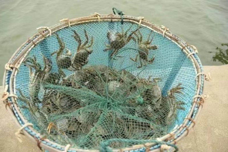 【苏州大闸蟹】江苏苏州基地直供质量上乘精品礼盒一件代发
