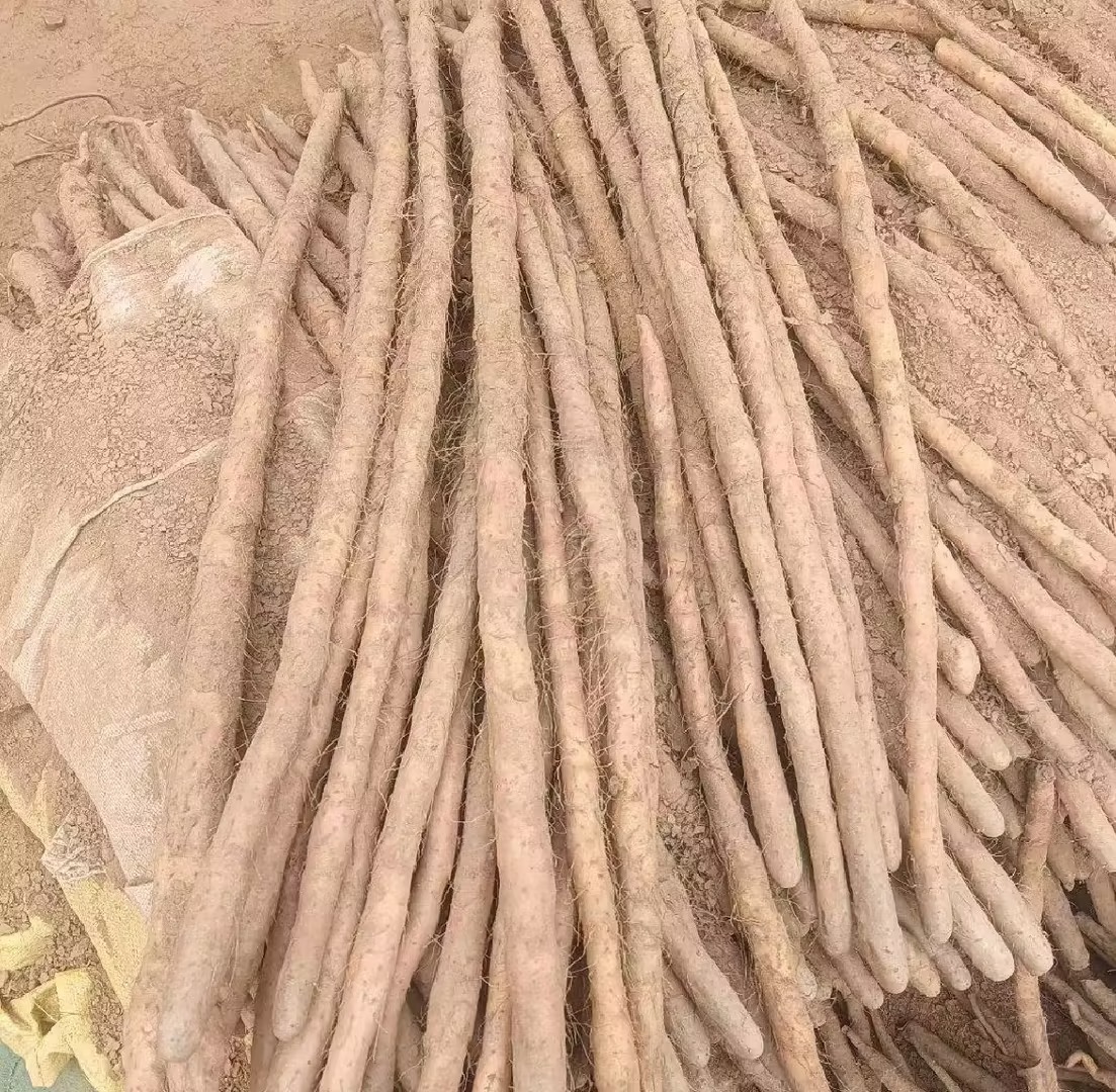 一位厨师正在市场挑选新鲜山药,手中拿着一根表面带有泥土、根须完整的铁棍山药,背景为蔬菜摊位,光线自然明亮 挑选优质铁棍山药