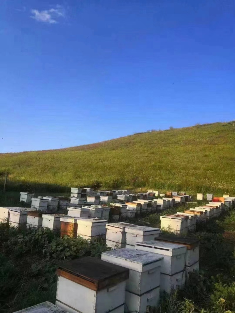 蜂蜜新疆百花蜜山花蜜自产自销一手货源适用电商