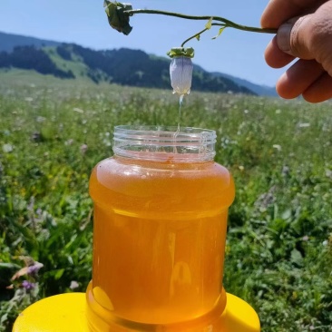 新疆山花百花蜜自家养殖自产自销欢迎电商工厂咨询