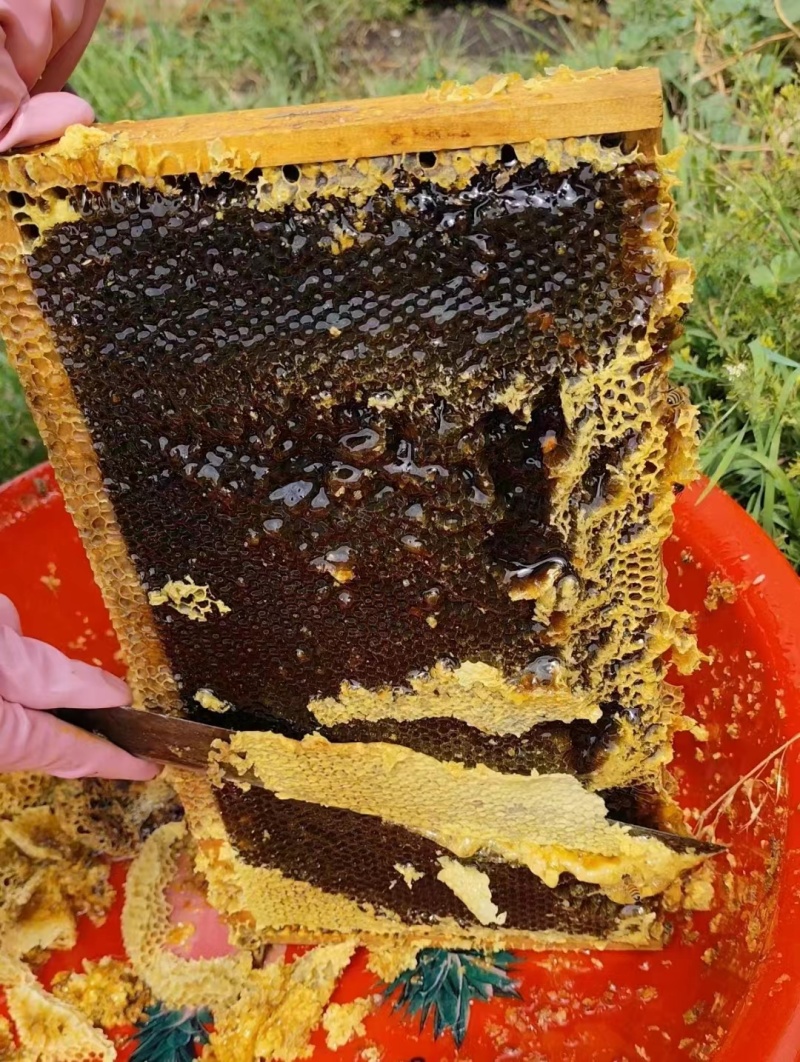 新疆山花百花蜜自家养殖自产自销欢迎电商工厂咨询