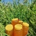 新疆山花百花蜜自家养殖自产自销欢迎电商工厂咨询