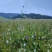 新疆山花百花蜜自家养殖自产自销欢迎电商工厂咨询