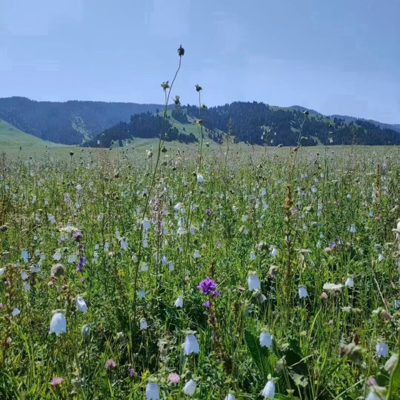 新疆山花百花蜜自家养殖自产自销欢迎电商工厂咨询