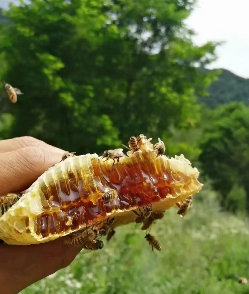 新疆山花百花蜜自家养殖自产自销欢迎电商工厂咨询