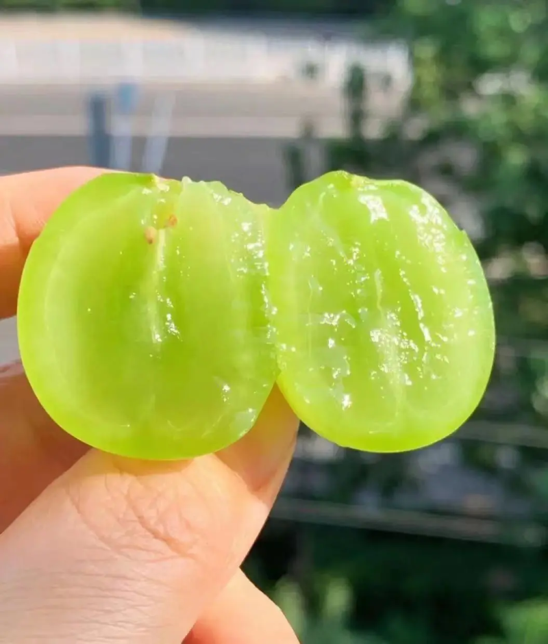 精品阳光玫瑰葡萄大量上市，一手货源，品质保证，可视频看货