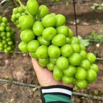 陕西产区阳光玫瑰大量上市精品货颗粒大串型好糖度高🍇🍇