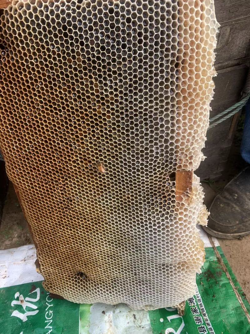 江西上饶鄱阳蜂蜜洋槐花蜜农家自产长期供货支持代发