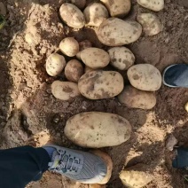 土豆黄心土豆大量有货欢迎电话联系沟通洽谈业务