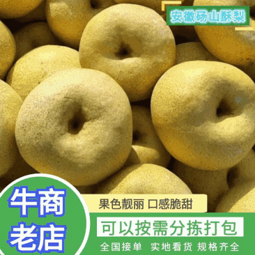安徽酥梨电商.商超口感翠甜汁多皮薄现采现发诚信经营