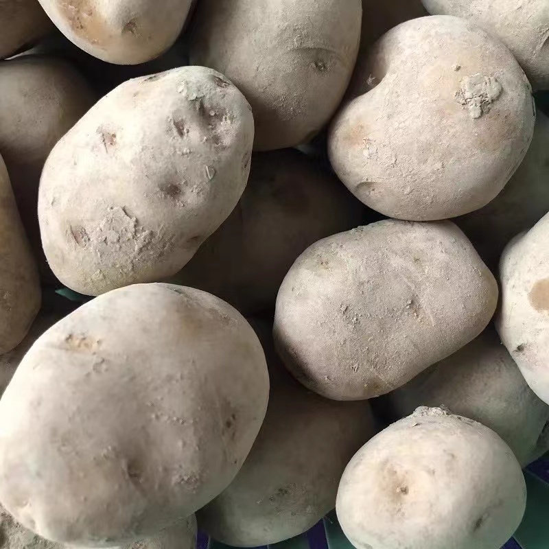 沃土5号/黄心土豆/内蒙古土豆/量大价优/产地直发
