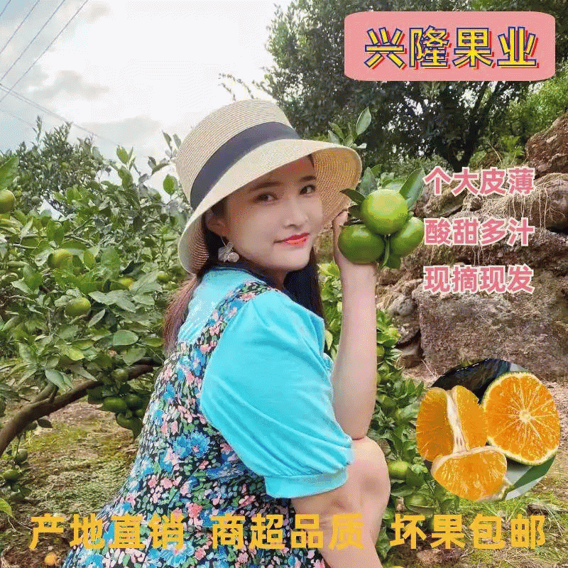 （源头采购）特早蜜桔水洗打包发货一体化实拍果子