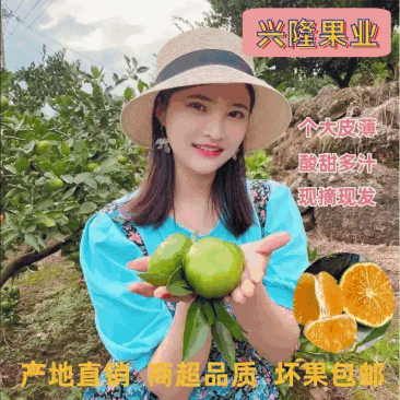 （商超质量）特早蜜桔酸甜口味自然熟青皮无籽应季水果