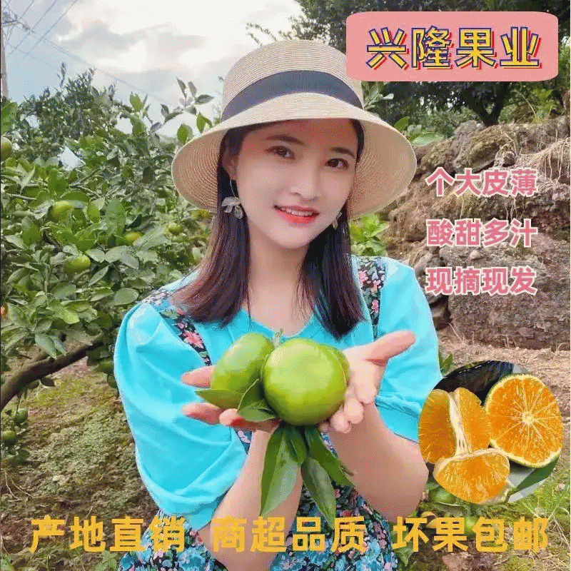 （商超质量）特早蜜桔酸甜口味自然熟青皮无籽应季水果