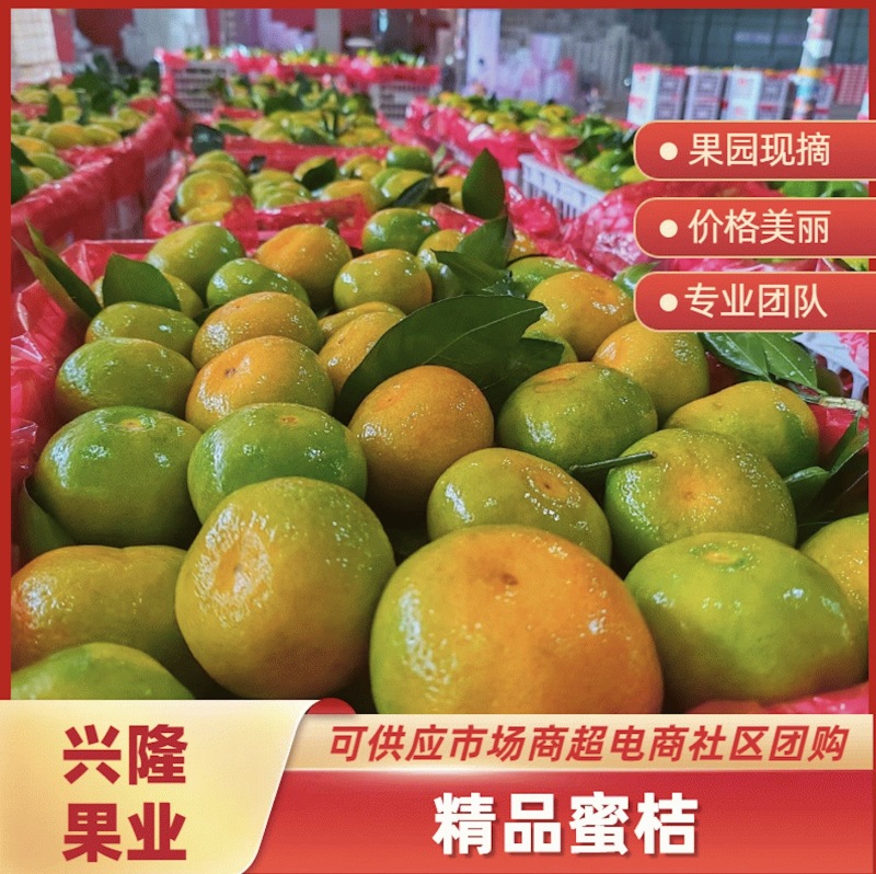 （进店选购）云南蜜橘，青皮桔子酸酸口感自然熟现摘现发