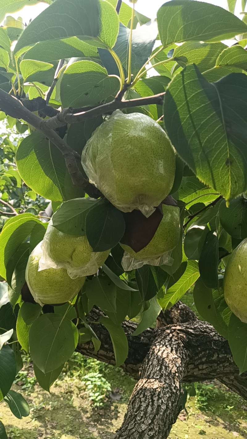 河北精品雪花梨产地直发一手货源价格优惠量大价优对接市场