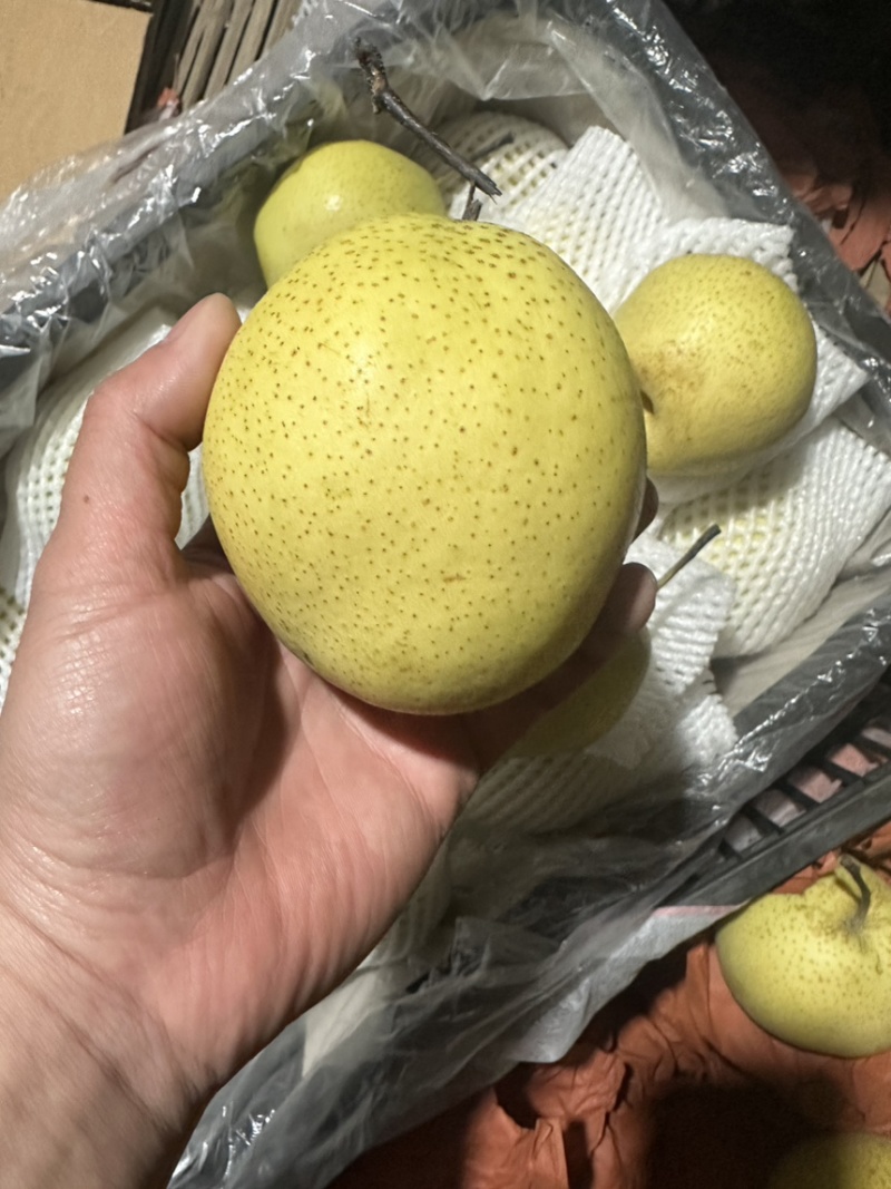 河北精品雪花梨产地直发一手货源价格优惠量大价优对接市场