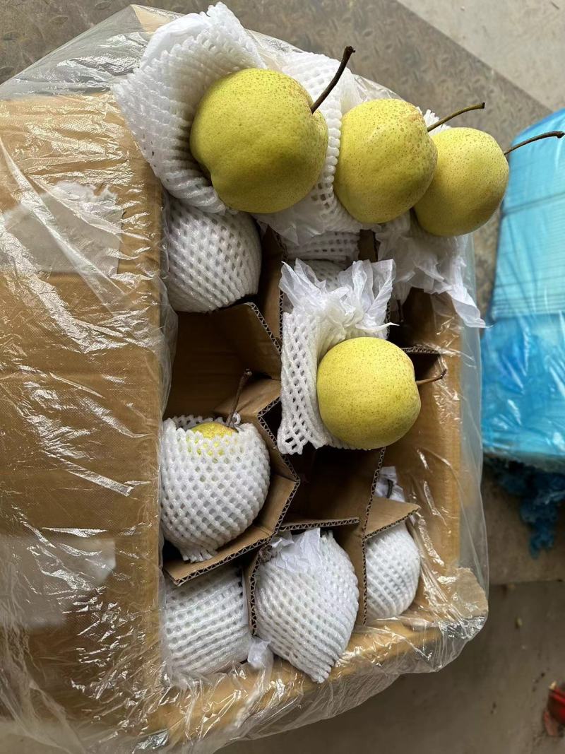 河北精品雪花梨产地直发一手货源价格优惠量大价优对接市场