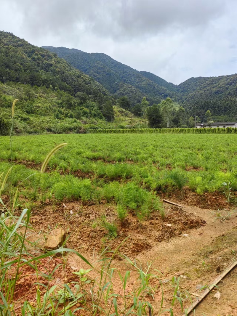 天冬种苗良种大天冬苗5薯起步现挖现发可提供种植技术