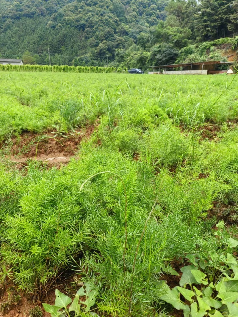 天冬种苗良种大天冬苗5薯起步现挖现发可提供种植技术