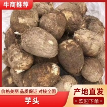 山东8520毛芋头大量供应优质货源，品种齐全