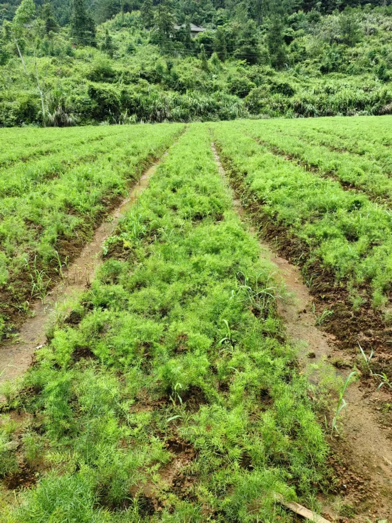 天冬种苗良种大天冬苗5薯起步现挖现发可提供种植技术