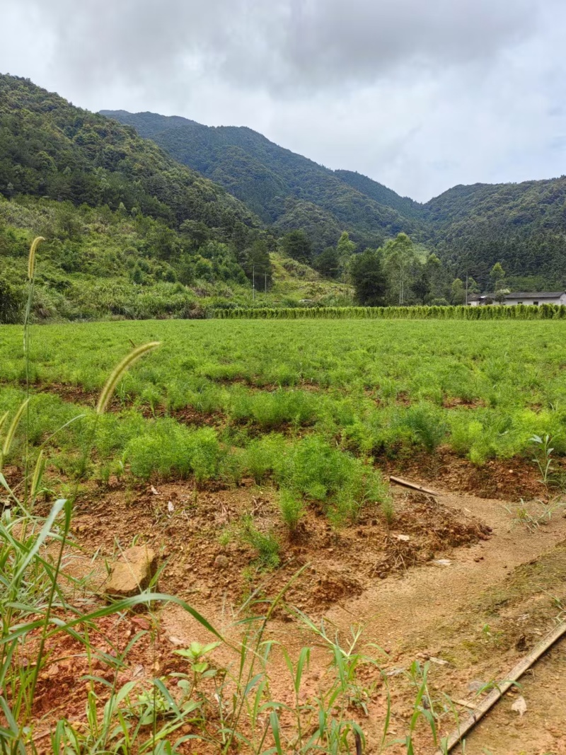 天冬苗优质天冬苗大天冬天门冬基地现挖现发教导种植