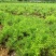 天冬苗优质天冬苗大天冬天门冬基地现挖现发教导种植