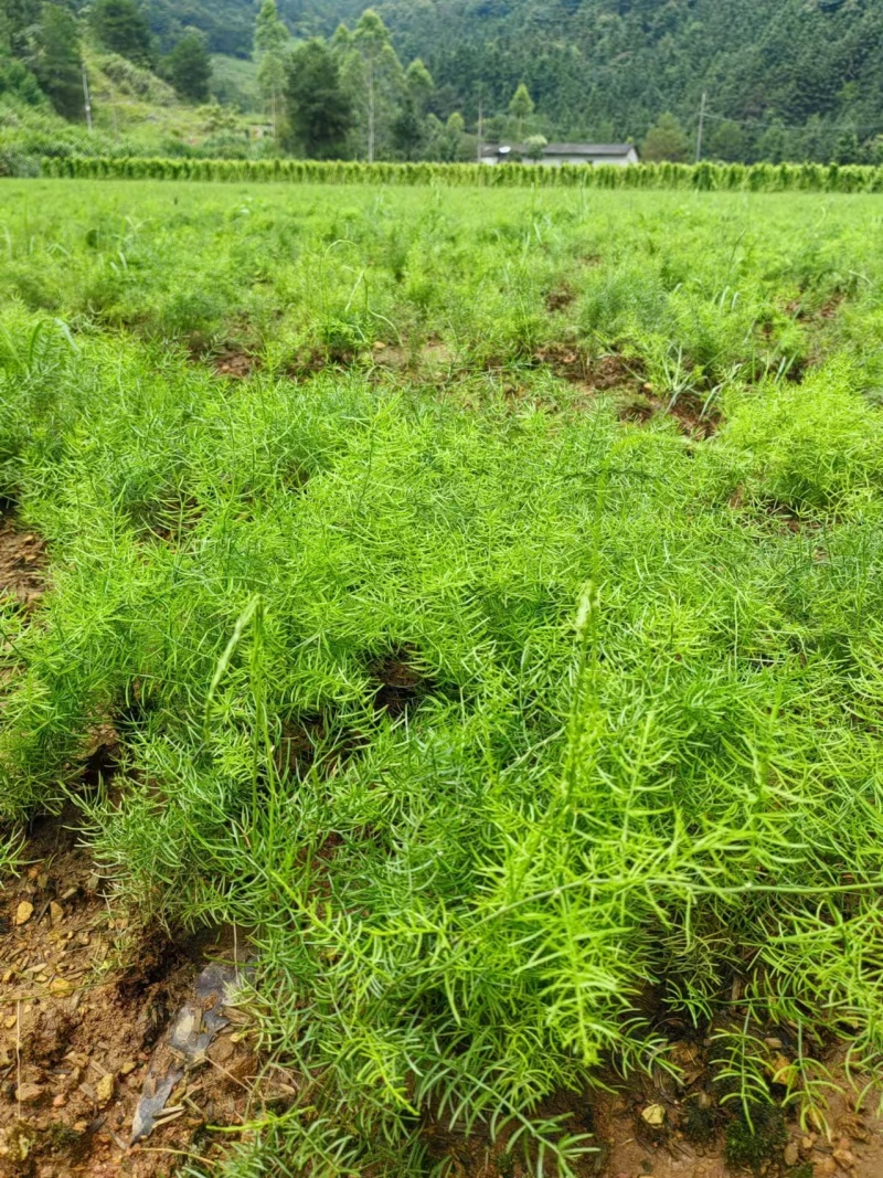 天冬苗优质天冬苗大天冬天门冬基地现挖现发教导种植