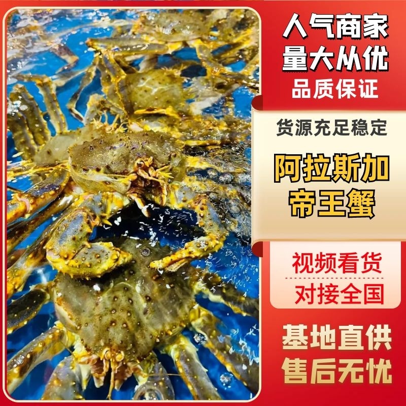 冰鲜帝王蟹个个肥美批发量大价格便宜质量把控欢迎咨询