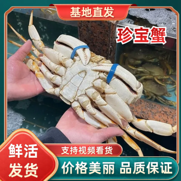 鲜冻珍宝蟹珍宝蟹质量保证规格齐全欢迎广大老板洽谈合作
