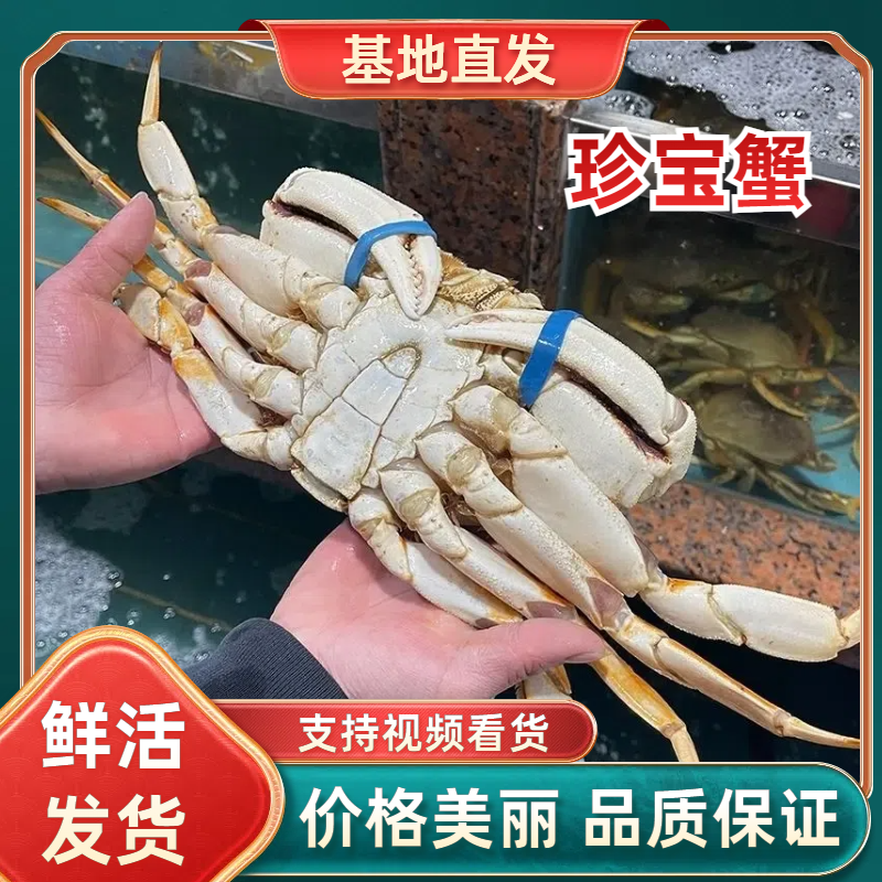 鲜冻珍宝蟹珍宝蟹质量保证规格齐全欢迎广大老板洽谈合作