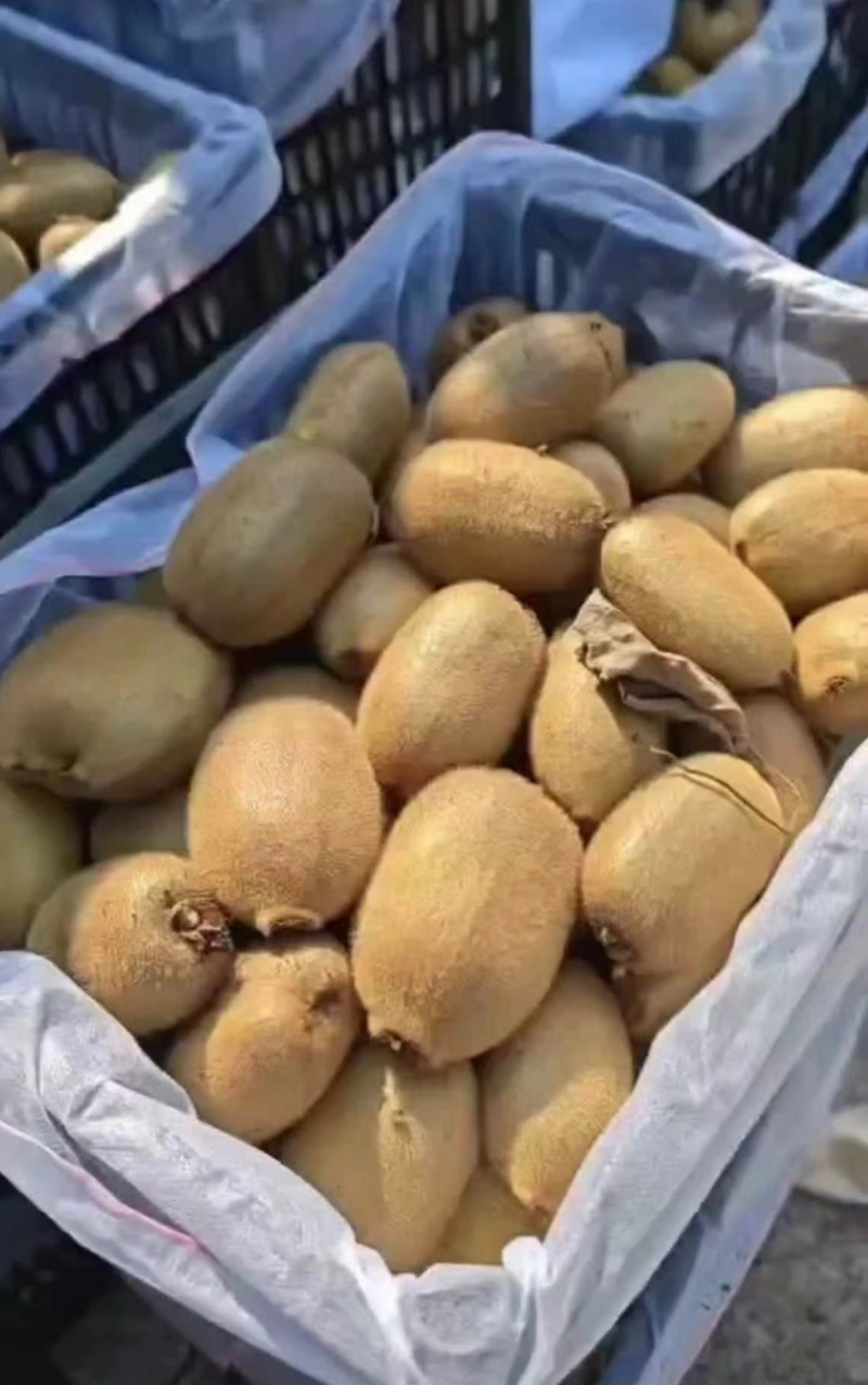 （实力）徐香猕猴桃保质保量产地一手货源可视频看货