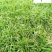 麦冬草麦冬工程绿化苗成都麦冬草基地直供量大从优