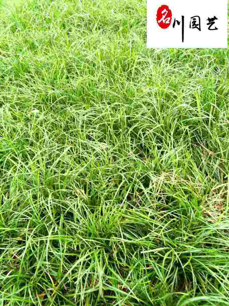 麦冬草麦冬工程绿化苗成都麦冬草基地直供量大从优