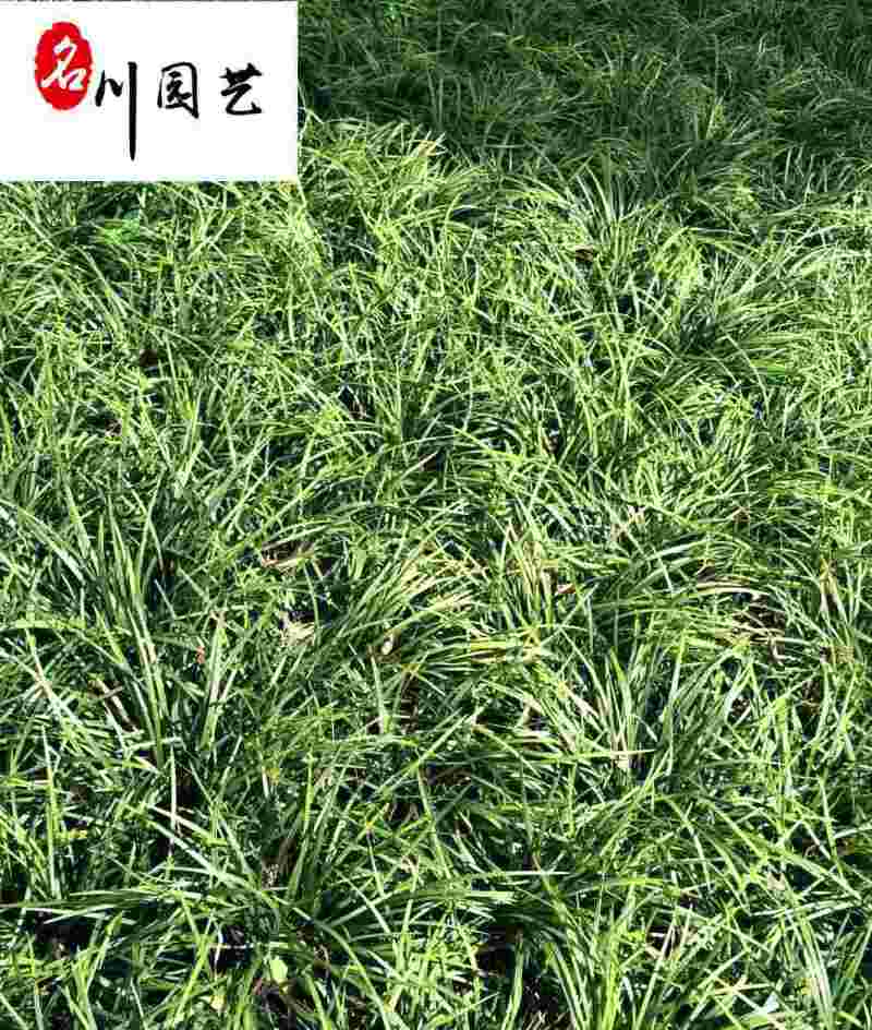 麦冬草麦冬工程绿化苗成都麦冬草基地直供量大从优